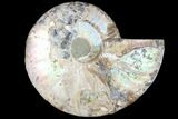Agatized Ammonite Fossil (Half) - Madagascar #79717-1